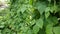 Green kidney bean growing on farm in HD VIDEO.Â Bush with bunch of podsÂ of haricot plant.